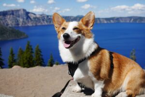 У Китаї заступив на службу перший поліцейський коргі.