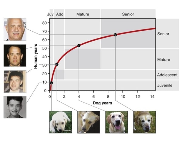 Порівняння старіючого лабрадора ретривера зі старіючим Томом Генксом