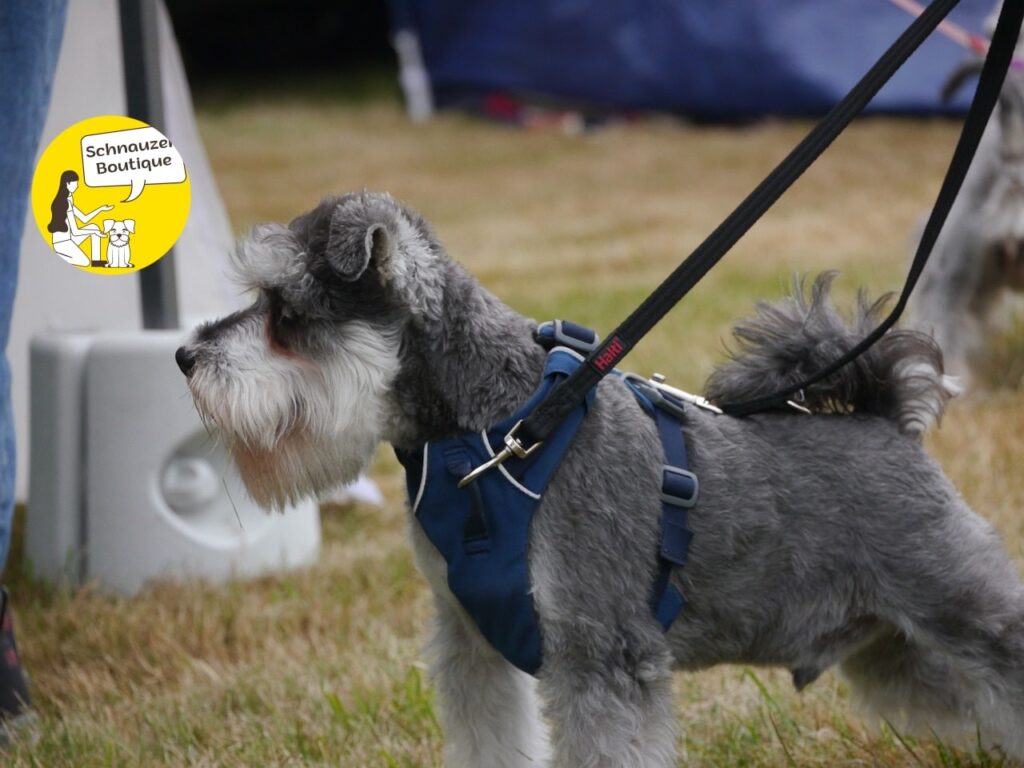 Schnauzer Boutique: Блог для активних і люблячих батьків собак.