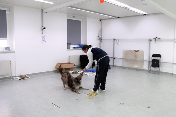 Собаки схожі на людей навіть поведінкою