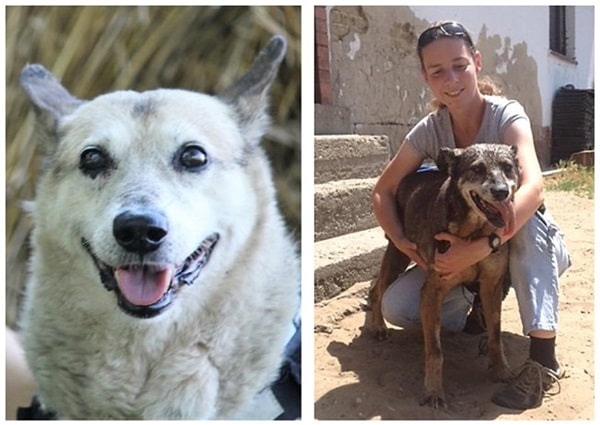 Вивчення собак-довгожителів