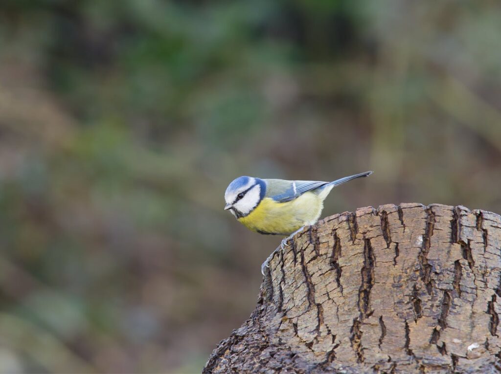 Биолозите са научили как циците намекват на партньорите за предстоящ „развод“.