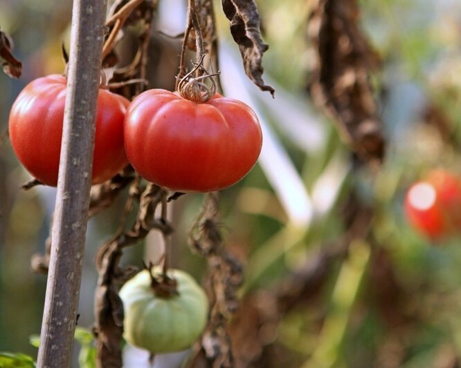 Чому поливати помідори у теплиці восени більше не потрібно