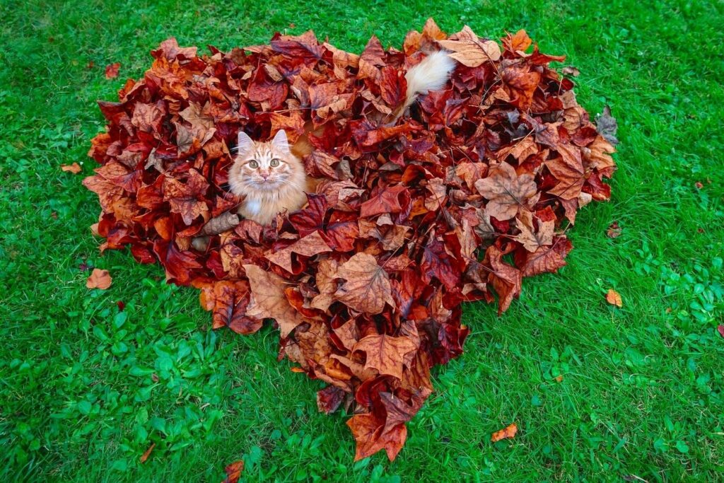 Чим мульчувати город восени: 5 найкращих матеріалів