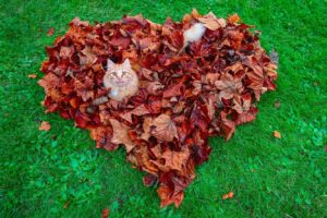 Чим мульчувати город восени: 5 найкращих матеріалів.