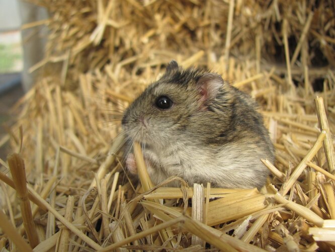 Чим не варто мульчувати ґрунт під зиму