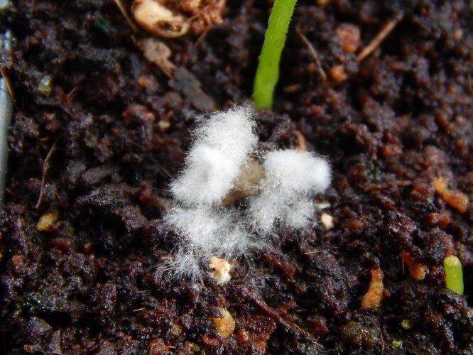 Чим небезпечна пліснява в теплиці