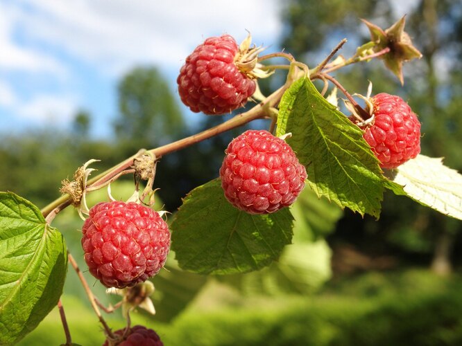 Дотримання термінів осінньої посадки малини