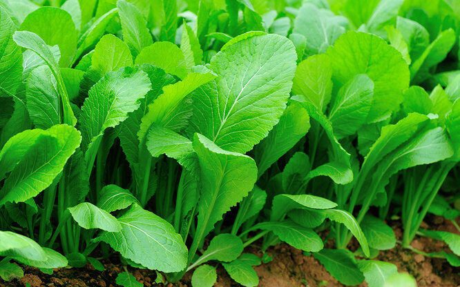 Гірчиця салатна (листова)