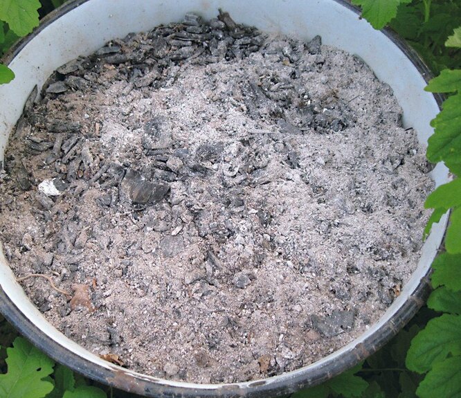 Коли не варто використовувати золу восени