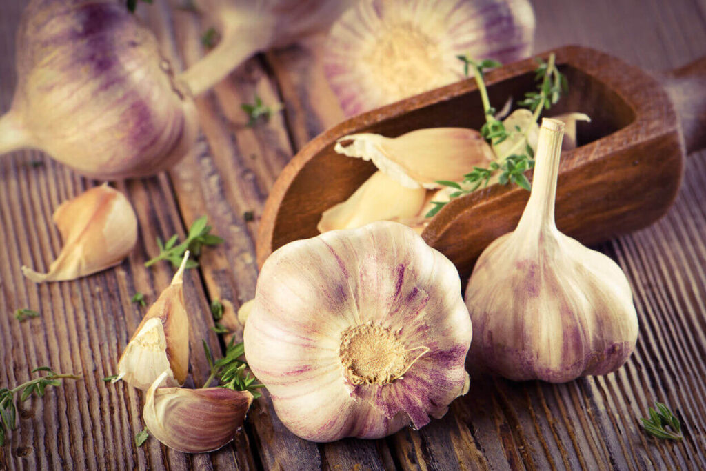 Коли садити озимий часник: терміни посадки восени 2022 року