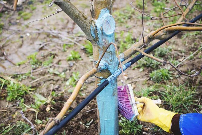 Креолін та мідний купорос