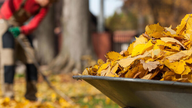 Мульчування грядок з опалого листя