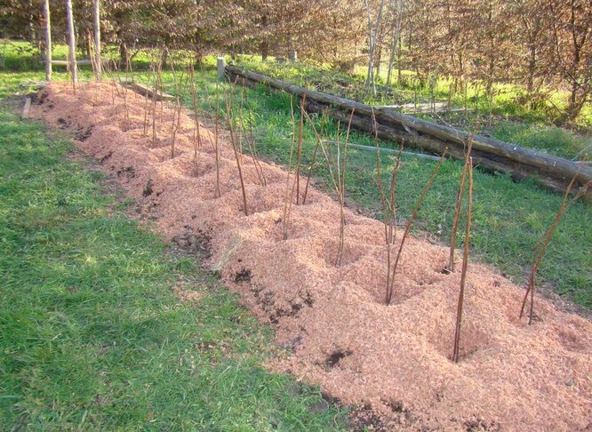 Обов'язкове утеплення малини у прикореневій зоні на зиму