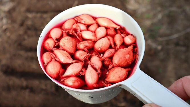 Обробка посадкового матеріалу