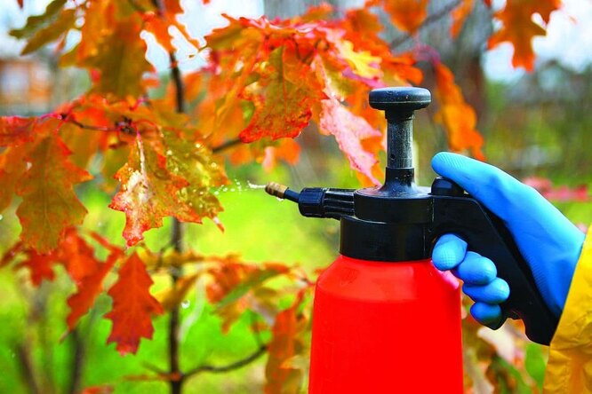 Обробити дерева фунгіцидами