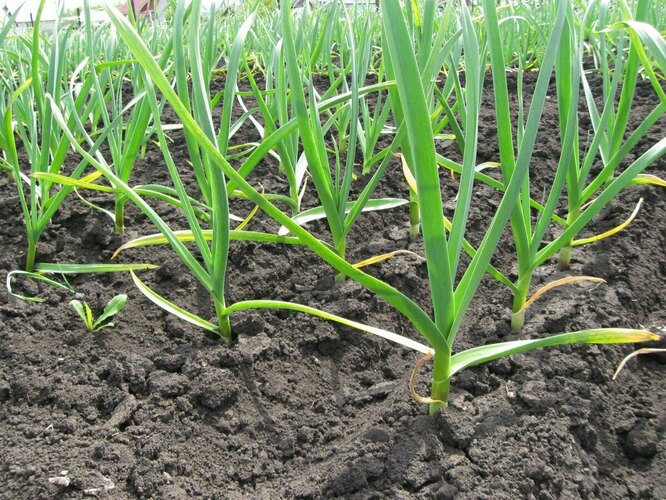 Озимий часник