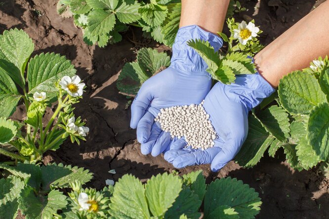 Перше весняне підживлення азотом