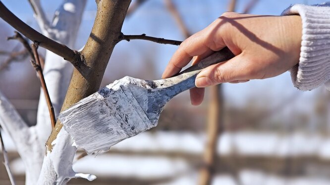 Побілка дерев восени