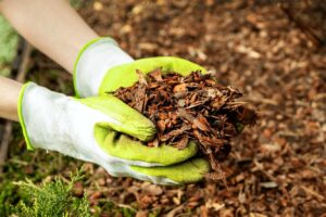 Правила осіннього мульчування саду та городу: все, що ви хотіли знати, але не знали у кого запитати.