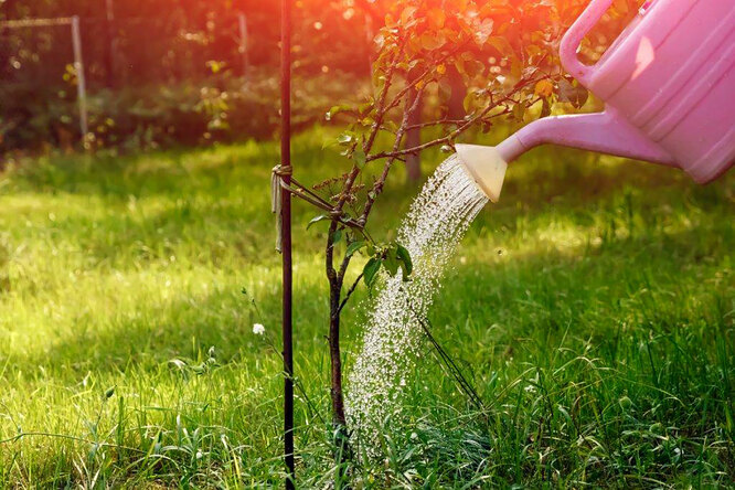 Правила проведення осіннього поливу