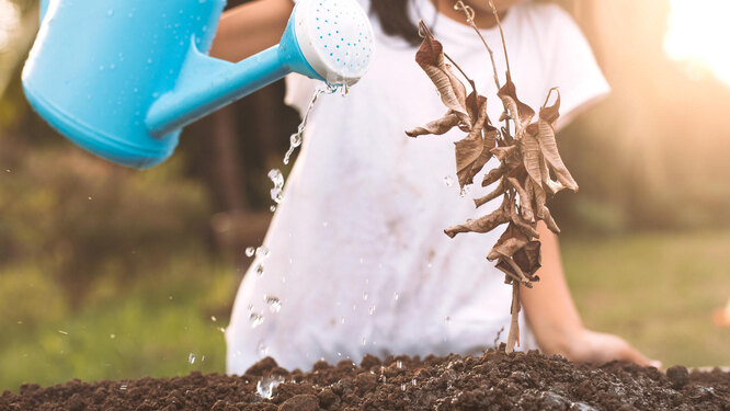 Правильний полив плодових дерев