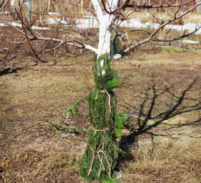 Роботи по снігозатриманню