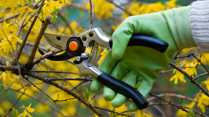 Санітарна осіння обрізка крони