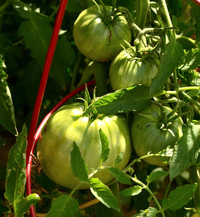 Що робити, щоб помідори червоніли