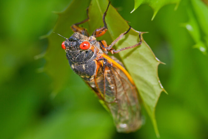 Що робити у якості профілактики