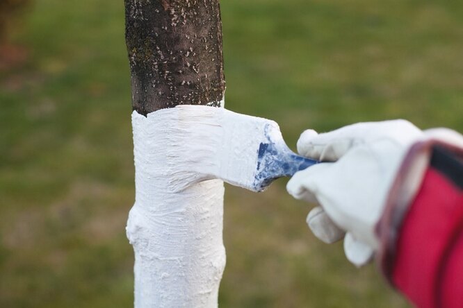 Спеціалізовані побілкові розчини