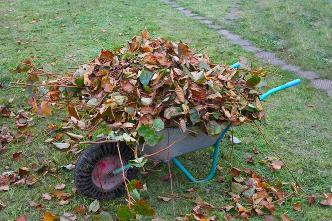 Терміни осіннього мульчування городу
