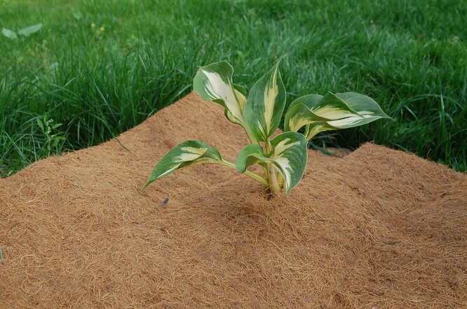 Товщина мульчуючого матеріалу