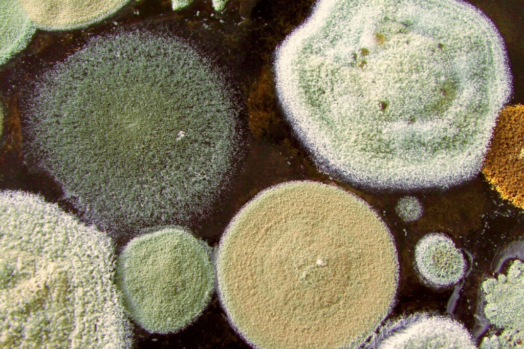 Цвіль у теплиці: терміново вживайте заходів, щоб не занапастити врожай