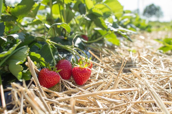 Внесення непотрібних добрив під мульчу