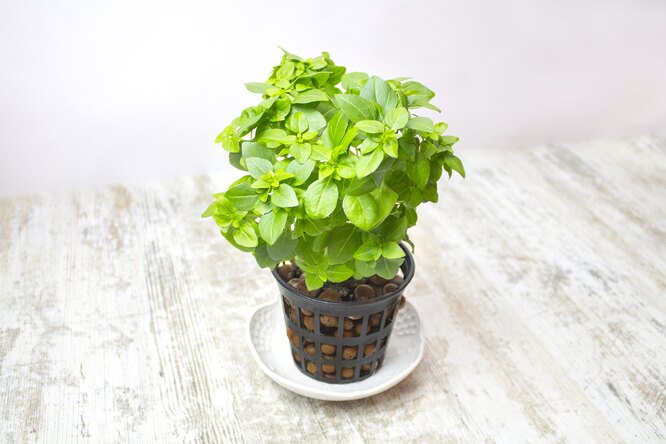 Восени базилік можна висадити на підвіконня, а навесні знову повернути на грядку
