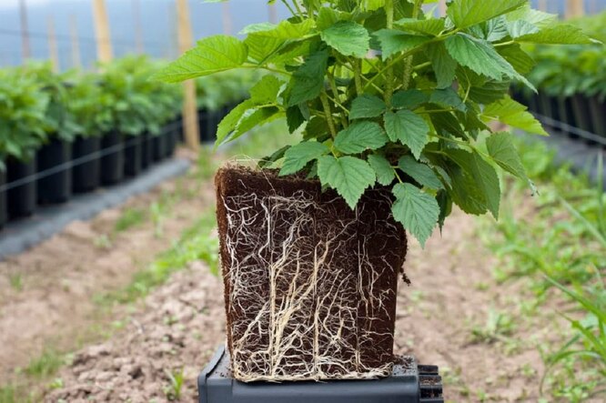 Вибір якісних саджанців малини