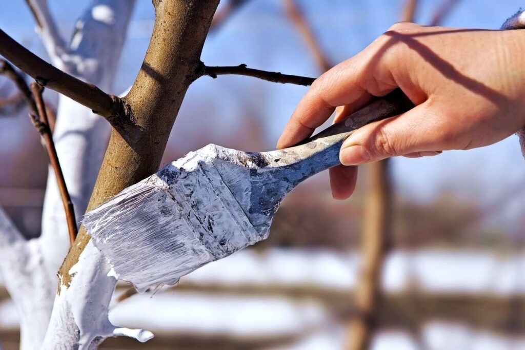 Як правильно вибрати суміш для обробки яблунь восени