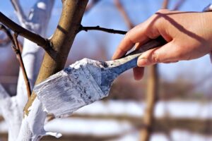 Як правильно вибрати суміш для обробки яблунь восени?