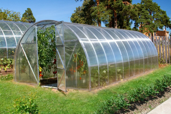 Як запобігти появі плісняви в теплиці