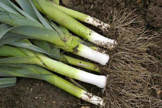 Зелена цибуля