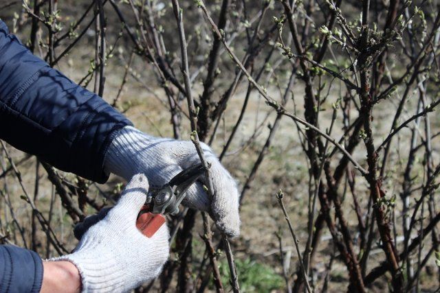 12. Нерегулярне обрізання дерев та чагарників