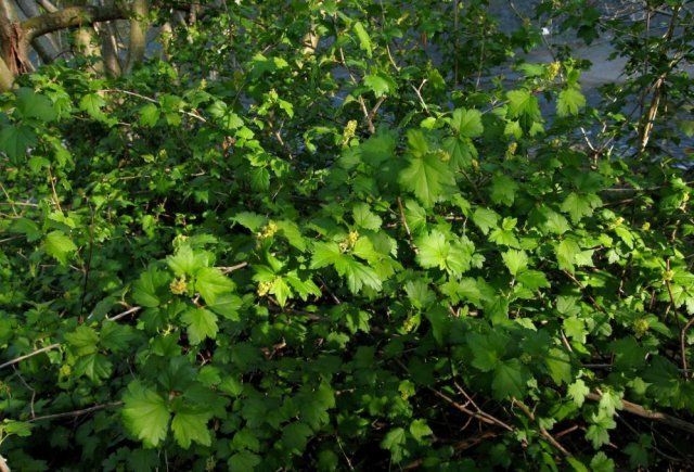 2. Загущення крони