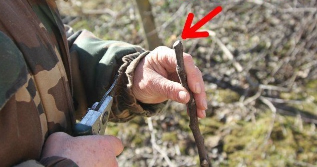 3. Неправильне обрізання бруньки