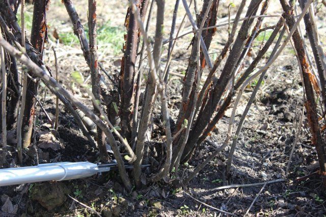 5. Обрізання тільки зовнішніх гілок