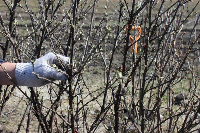 6. Велика кількість конкуруючих пагонів