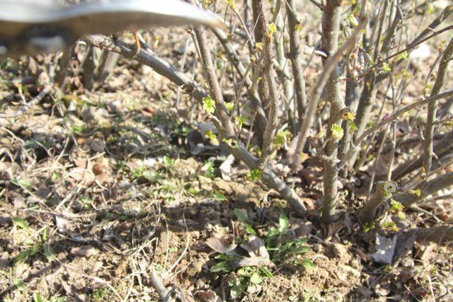 7. Ушкодження бруньок