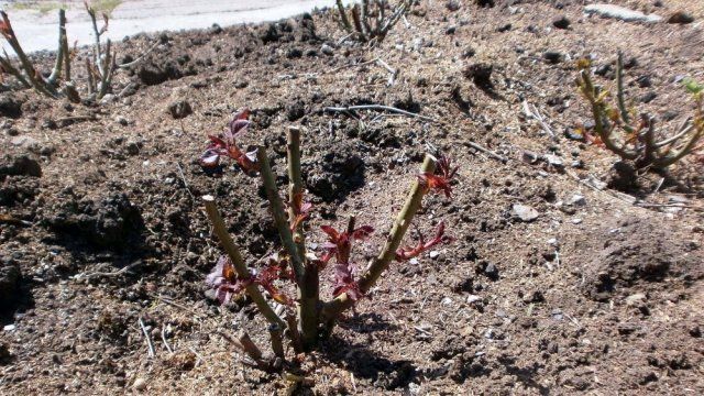 8. Залишення без уваги сліпих пагонів