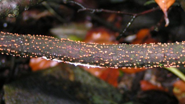 9. Запускання хвороб