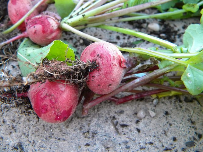 Боротьба з хворобами та шкідниками редису